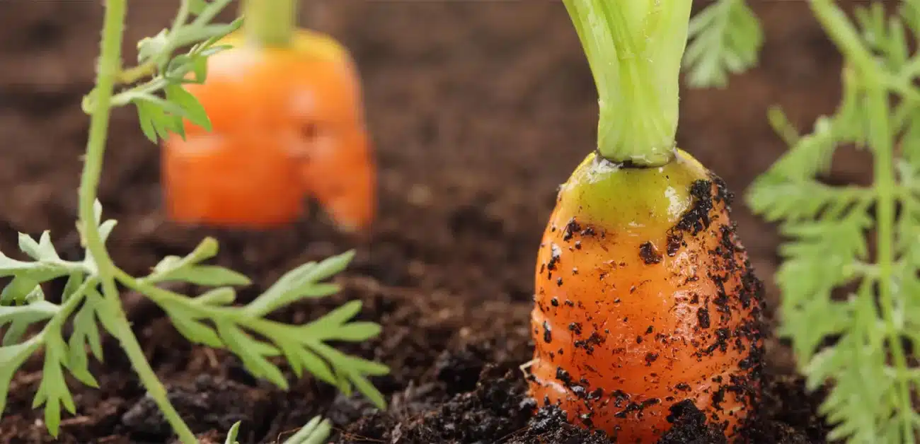 tops taproots carrots soil